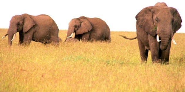 A picture of three elephants in a field