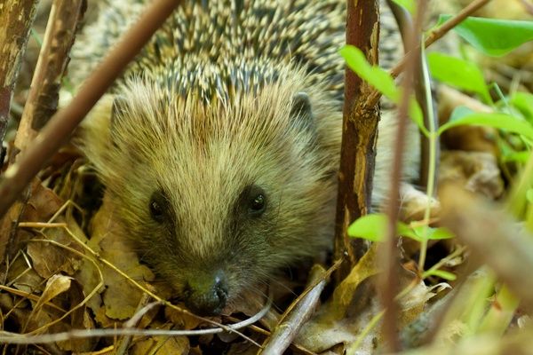 Hedgehog on the forest floor